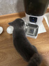 PAPIFEED宠物智能可视喂食器猫咪狗狗自动投食机定时定量远程视频监控投粮 实拍图