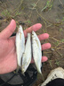 老鬼（OLDGHOST） 鱼饵 螺鲤系列 鲤鱼青鱼主攻饵江河湖库池塘野钓饵料螺肉酒香 【1包装】螺鲤2号（浓腥） 实拍图