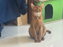 欢宠网智能猫玩具猫咪自动逗猫棒电动激光自嗨解闷神器猫猫小猫幼猫宠物 实拍图