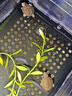 小林制药（KOBAYASHI）医用退热贴成人16片退烧贴发烧降温贴夏季清凉冰贴原装进口 实拍图