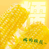 十月稻田 黄糯玉米 3.52斤(220g*8根) 东北甜黏玉米棒 早餐苞米 真空包装 实拍图