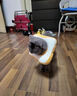 加仕高伊丽莎白圈猫咪项圈狗脖圈防舔宠物头套围脖用品绝育S 实拍图