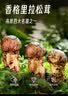 京鲜生 香格里拉新鲜松茸2斤 云南未开伞5-7cm鲜菌菇礼盒 源头直发包邮 实拍图