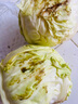 新鲜甘蓝包菜卷心菜新鲜嫩绿莲花白现摘现发早餐减脂 新鲜包菜 1.5-2斤 人工挑拣 实拍图