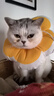 华元宠具（hoopet）猫咪伊丽莎白圈幼猫项圈宠物狗狗圈颈圈脖圈头套犬耻辱圈防舔头罩 实拍图
