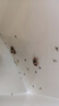 加品惠飞蛾诱捕器强效家用灭飞蛾衣蛾蚋蛾蠓米面蛾子粘板10片 实拍图