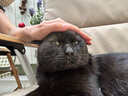 华元宠具（hoopet）猫抓垫剑麻猫抓板窝防猫抓沙发保护贴墙猫爪板耐磨不掉屑猫咪用品 实拍图