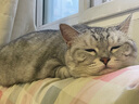 皇家室内成猫粮 I27 通用粮 12月以上 4.5KG 实拍图