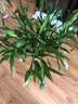 绿有意富贵竹水培植物转运竹花卉绿植室内盆栽绿水养带根鲜花发萝财 超值20棵】65-75cm买10+10 不含盆 实拍图