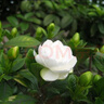 意轩 【带花苞】阳台室内盆栽花卉栀子花树苗大叶绿植四季开花枝子花 独杆栀子花4年苗【一月左右长花苞】 不含盆 实拍图