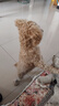 芸灵宠物滴耳液猫咪狗狗洗耳液耳螨耳朵清洁耳痒耳炎耳漂洁耳液 实拍图