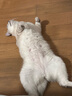 LEGENDSANDY蓝氏全价猫粮成猫幼猫生骨肉冻干粮 盒装 猎鸟乳鸽4.5kg 实拍图