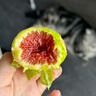 骑猴赶马山东威海青皮无花果【顺丰空运】新鲜无花果鲜果青皮无花果新鲜 【净重1.8斤丨空运闪送】 实拍图