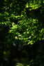 适马（SIGMA）70-200mm F2.8 DG DN OS | Sports 全画幅微单 恒定大光圈变焦镜头70200（L卡口） 实拍图