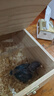 开元鹦鹉奶粉 260g/袋+喂养工具套装 鸟粮营养乳粉雏鸟鹦鹉幼鸟食 实拍图