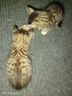 雷米高 澳丽得猫粮 海洋鱼味冻干粮成猫幼猫粮 全价猫粮500g*5包 实拍图