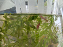 云峰海瑞黑壳虾清洁虾观赏虾 鱼缸水族箱水草缸清洁除藻淡水 虾螺蟹清洁套餐A 实拍图