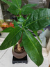 发财树盆栽大植物室内办公室桌面客厅小盆景招财树苗绿植花卉盆栽 三杆发财树 5-8cm【随机紫砂盆】 【送肥料】 实拍图
