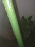 园艺花架黄瓜爬藤架子葡萄架子庭院户外月季植物固定支撑杆蔬菜架 加厚款直径11mm长度150cm(10支） 实拍图