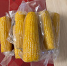十月稻田 白糯玉米 4.16斤(260g*8根) 东北甜黏玉米棒 早餐苞米 实拍图
