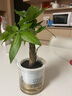 绿有意绿植盆栽多肉花卉盆栽植物室内桌面水培绿植办公室客厅植物懒人 发财树（招财聚福） 实拍图