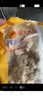 CP正大食品 白羽鸡盐酥鸡2斤  油炸裹粉炸鸡块 鸡米花 火锅炸货小食 实拍图