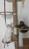 小猫喵喵挂门猫玩具荡秋千吸盘逗猫球小猫咪自嗨解闷神器弹力绳猫咪玩具球 活力黄 实拍图