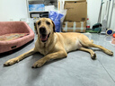 海洋之星 主食冻干双拼狗粮小型犬中大型犬成犬幼犬粮10kg 实拍图