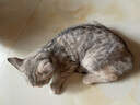 亿迪 猫粮幼猫1-4月12月全价奶糕蓝猫英短美短小猫专用离乳期3斤 实拍图