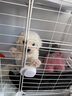 蔻丝狗笼子小型犬带厕所家用室内泰迪比熊阳台围栏 实拍图