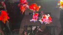 意品鱼缸刷磁力刷玻璃擦清洗神器擦缸器无死角刷子水族箱清理清洁工具 大号 【适合壁厚18MM以内】 实拍图