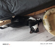 小宠肠胃宝宠物猫咪狗狗益生菌呕吐拉稀好粮伴侣 5g*10包 实拍图
