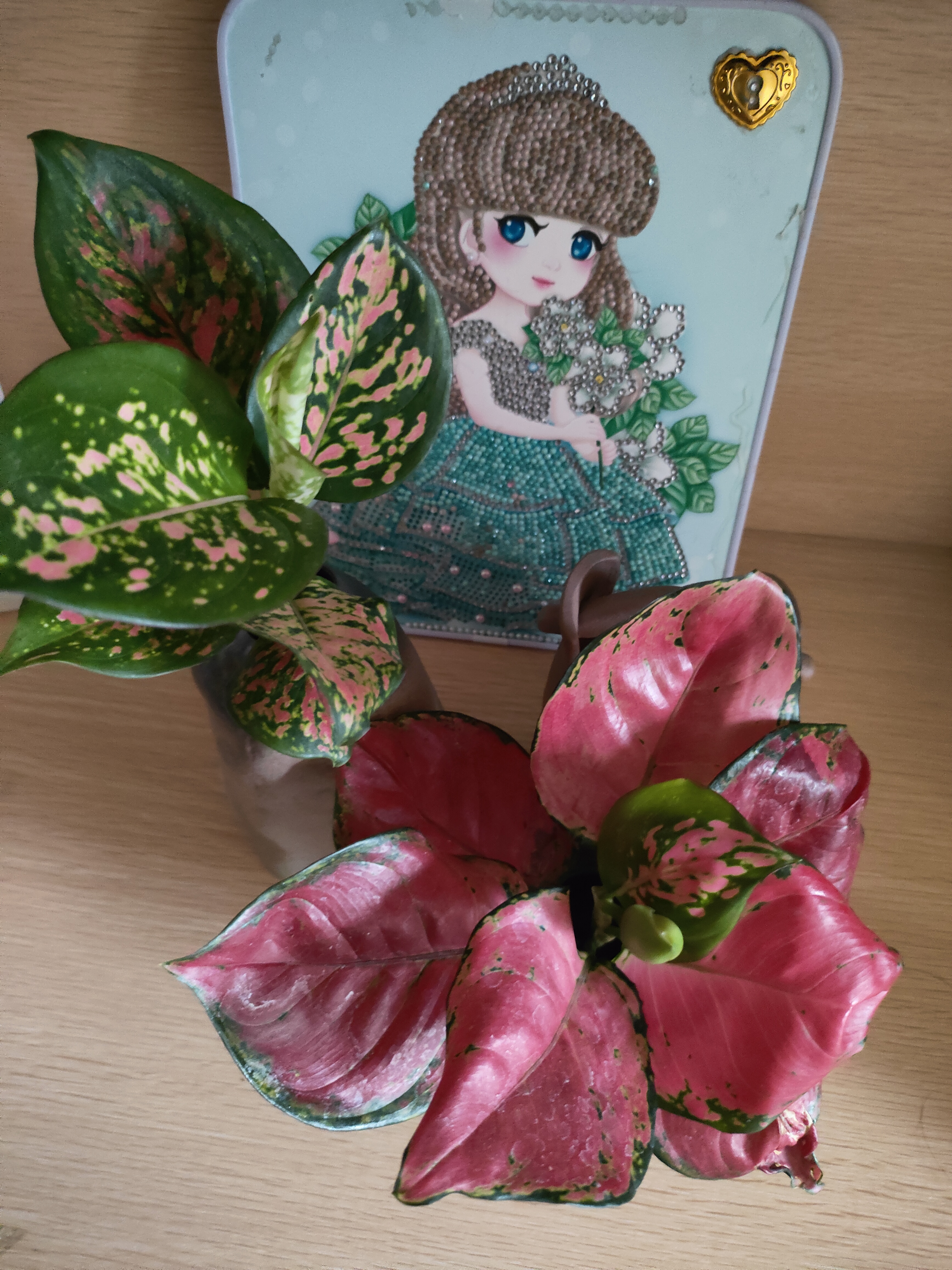 沭之美吉利红水培植物室内四季好养桌面水养如意皇后绿植源头直发 实拍图