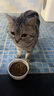 玫斯猫粮（metz）幼猫/成猫猫粮猫全猫粮增肥奶糕英短美短全价美毛 升级款成猫（1.5KG） 实拍图