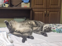 怡亲猫粮全价全阶段鲜肉猫粮高适口性增肥长肉双拼猫粮5kg 实拍图