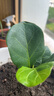 琴叶榕盆栽绿植办公室客厅观叶植物北欧风室内花卉净化空气好养活 琴叶榕 1盆 【原土原盆】 实拍图