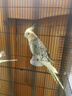 冰海精灵 鸟活体虎皮鹦鹉活物鸟手玩鸟学舌牡丹鸟宠物鸟玄风鹦鹉小鸟活体 珍珠玄凤一只公母可选 实拍图