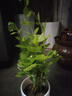 临雅茉莉花水培植物盆栽办公室内桌面好养懒人鲜花绿植九里香水养花卉 茉莉花1盆5-7株高30-40cm-带根 实拍图