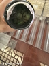 维倍思VET'S BEST绿十字美国猫草片化毛膏猫咪化毛球片全猫吐毛球60片 实拍图