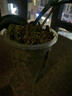 沪上花匠透明青山控根盆家用塑料透气镂空大号花盆兰花水苔蝴蝶兰专用花盆 【10个】三代空气柱12cm 不要托盘 实拍图