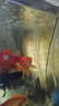森森鱼缸增氧泵水族箱氧气泵LQE-200家用小型充氧泵4W双孔+全套配件 实拍图