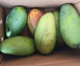 京鲜生新鲜玉芒 净重8.5斤 单果200g＋ 新鲜芒果 源头直发包邮 实拍图