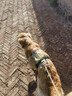 嬉皮狗狗狗牵引绳大型犬胸背带背心式防爆冲遛狗绳子 XL码 建议46-90斤 实拍图