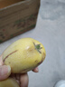 金百粟黄金蜜瓜 新鲜头茬甘肃沙漠黄河蜜瓜哈密甜瓜果整箱时令水果生鲜 黄金蜜瓜净重4.5斤【2-4枚装】 实拍图