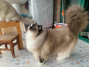 霍曼宠物烘干箱Pro 猫咪吹风机狗狗自动吹干箱底部出风快速烘干更安静 实拍图