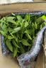 九层塔潮汕金不换盆栽食用主厨房九层塔盆栽食用罗勒植物香料甜罗 4年苗--叶子带浓香味 带原土原盘 实拍图