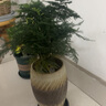 幼薇文竹盆栽植物室内绿化四季迷你办公室绿植摆件桌面好养创意小盆景 文竹+塑料原盆 带盆栽好 实拍图