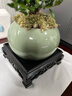 开时果 小叶赤楠盆景摆件 办公室桌面绿植花卉好养盆栽植物源头直发包邮 【推荐款】哥窑浅绿盆+苔藓+底座 实拍图