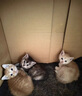 奥丁 ODIN 猫粮 幼猫猫粮成猫美短全价天然鱼肉味猫粮10kg20斤 实拍图