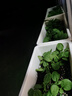 美乐棵通用泥炭土养花园艺种植土花土肥料花肥绿植专用土壤40L 实拍图